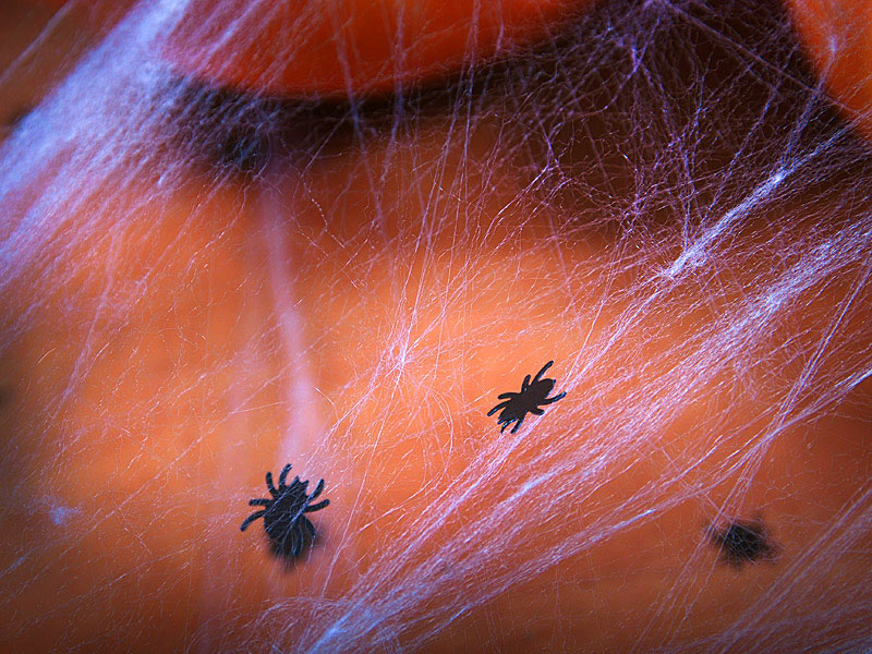 Black Spider Confetti - The Party Darling