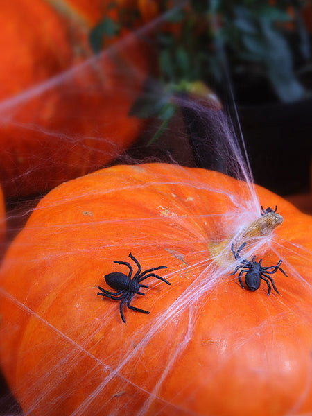 Pack of store plastic spiders